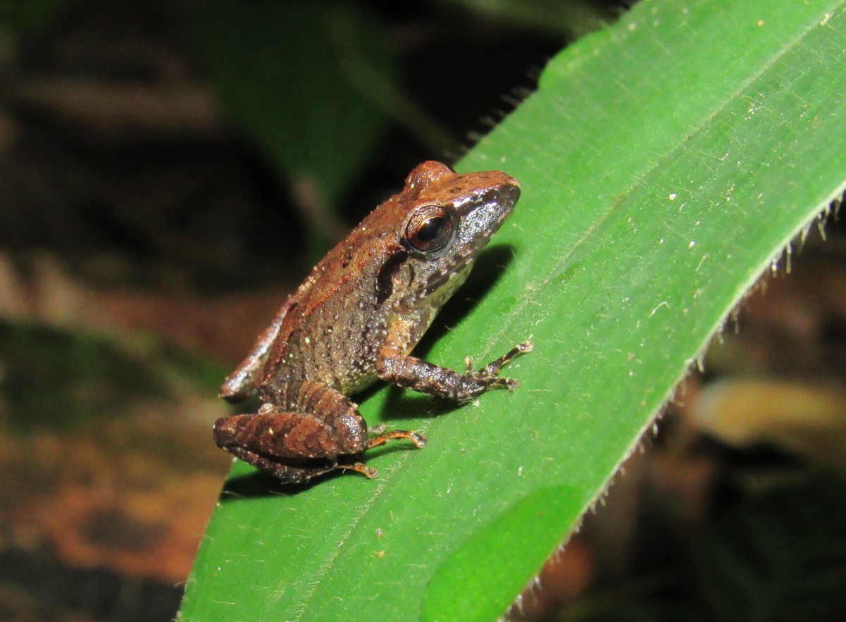 Pristimantis achatinus en el municipio de Andes. Foto: Luis David Montoya - BIOCEUDEA