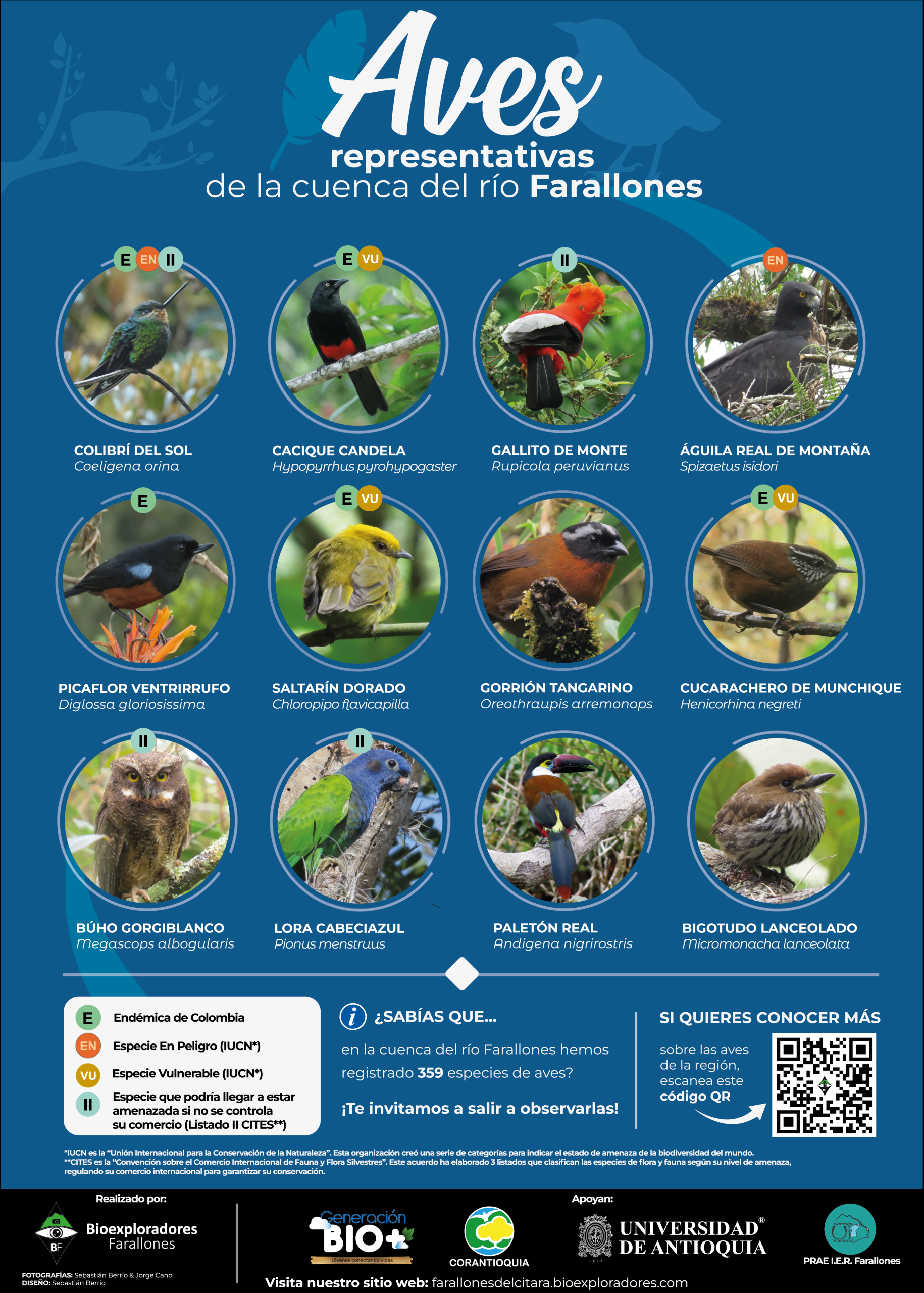 Aves-representativas-cuenca-rio-Farallones_Bioexploradores