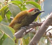 Carpintero cariblanco / Golden-olive Woodpecker / Colaptes rubiginosus (Piciformes, Picidae). Fotografía: Sebastián Berrío