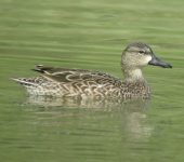 Patos, gansos, cisnes y otros - orden Anseriformes - Bioexploradores