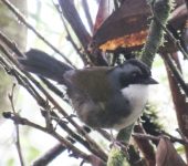 Gorrión montés listado / Grey-browed Brush-Finch / Arremon assimilis (Passeriformes, Passerellidae). Fotografía: Sebastián Berrío