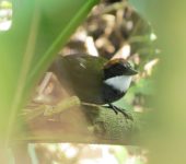 Gorrión montés collarejo / Chestnut-capped Brush-Finch / Arremon brunneinucha (Passeriformes, Passerellidae). Fotografía: Sebastián Berrío