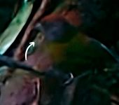 Arremon castaneiceps - Pinzón Oliva - Olive Finch