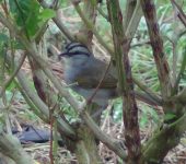 Pinzón conirostro / Black-striped Sparrow / Arremonops conirostris (Passeriformes, Passerellidae). Fotografía: Jairo Tobón