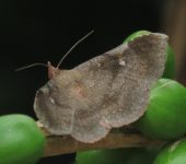 Eulepidotinae Azeta versicolor (Lepidoptera, Erebidae, Eulepidotinae)