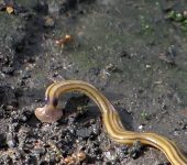 Rhabditophora Bipalium kewense (Rhabditophora)