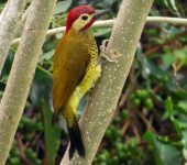 Carpintero buchipecoso / Spot-breasted Woodpecker / Colaptes punctigula (Piciformes, Picidae). Fotografía: Sebastián Berrío