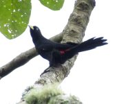 Cacicus uropygialis Cacicus uropygialis - Andes, Antioquia, Bioceudea - Luis David Montoya
