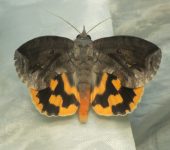 Calpinae Eudocima procus (Lepidoptera, Erebidae, Calpinae) - Bioexploradores