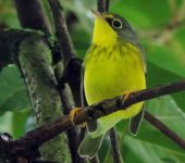 Cardellina canadensis Reinita del Canadá / Canada Warbler / Cardellina canadensis (Passeriformes, Parulidae). Fotografía: Sebastián Berrío