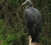 Gallinazo común / Black Vulture / Coragyps atratus (Cathartiformes, Cathartidae). Fotografía: Sebastián Berrío