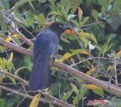 Crotophaga major - Daniel Arenas - BIOCEUDEA