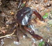 Malacostraca Crustáceos, langostas, camarones y cochinillas (Malacostraca)