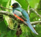 Trogonidae Trogon collaris (Trogoniformes, Trogonidae)