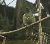 Boissonneaua flavescens Colibrí chupasavia / Buff-tailed Coronet / Boissonneaua flavescens (Caprimulgiformes, Trochilidae). Fotografía: Jorge Cano