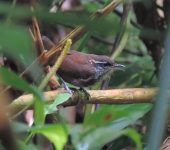 Henicorhina leucophrys Cucarachero pechigrís / Gray-breasted Wood-Wren / Henicorhina leucophrys (Passeriformes, Troglodytidae). Fotografía: Sebastián Berrío
