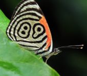 Nymphalidae