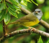 Geothlypis philadelphia Reinita cabecigrís / Mourning Warbler / Geothlypis philadelphia (Passeriformes, Parulidae). Fotografía: Sebastián Berrío