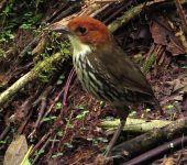 Grallaria ruficapilla Tororoi comprapán / Chestnut-crowned Antpitta / Grallaria ruficapilla (Passeriformes, Grallariidae). Fotografía: Sebastián Berrío