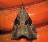 Hypeninae Hypena sp. 6 (Lepidoptera, Erebidae) - Bioexploradores