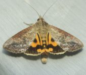 Hypocalinae Hypocalinae (Lepidoptera, Erebidae) - Hypocala andremona - Bioexploradores
