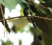 Ocreatus underwoodii Cola de raqueta / Booted Racket-tail / Ocreatus underwoodii (Caprimulgiformes, Trochilidae). Fotografía: Jorge Cano