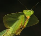 Choeradodis rhombicollis (Mantodea)