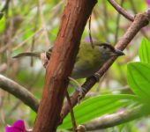 Cyclarhis nigrirostris Verderón piquinegro / Black-billed Peppershrike / Cyclarhis nigrirostris (Passeriformes, Vireonidae). Fotografía: Sebastián Berrío