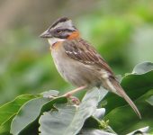 Gorrión copetón / Rufous-collared Sparrow / Zonotrichia capensis (Passeriformes, Passerellidae). Fotografía: Sebastián Berrío