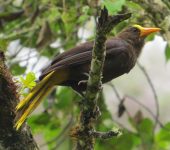 Psarocolius angustifrons Mochilero / Russet-backed Oropendola / Psarocolius angustifrons (Passeriformes, Icteridae). Fotografía: Jorge Cano