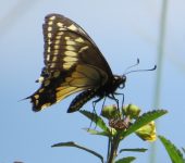 Papilionidae
