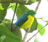Chlorophonia cyanea Clorofonia verdiazul / Blue-naped Chlorophonia / Chlorophonia cyanea (Passeriformes, Fringillidae). Fotografía: Sebastián Berrío