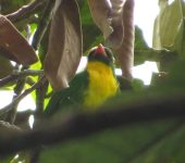 Pipreola aureopectus Frutero pechidorado / Golden-breasted Fruiteater / Pipreola aureopectus (Passeriformes, Cotingidae). Fotografía: Jorge Cano