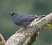 Picaflor azulado / Bluish Flowerpiercer / Diglossa caerulescens (Passeriformes, Thraupidae). Fotografía: Jorge Cano