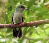 Chalybura buffonii Colibrí de Buffon / White-vented Plumeleteer / Chalybura buffonii (Caprimulgiformes, Trochilidae). Fotografía: Sebastián Berrío