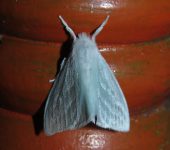Lymantriinae Caviria sp. (Lepidoptera, Erebidae, Lymantriinae)