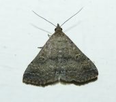 Herminiinae Tetanolita sp. (Lepidoptera, Erebidae, Herminiinae)
