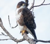 Buteo albigula (Gavilán gorgiblanco) - White-throated Hawk - Bioexploradores