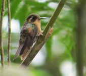 Adelomyia melanogenys Colibrí pechipunteado / Speckled Hummingbird / Adelomyia melanogenys (Caprimulgiformes, Trochilidae). Fotografía: Sebastián Berrío