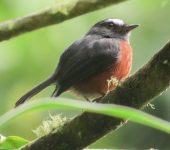 Ochthoeca cinnamomeiventris Pitajo torrentero / Slaty-backed Chat-Tyrant / Ochthoeca cinnamomeiventris (Passeriformes, Tyrannidae). Fotografía: Sebastián Berrío
