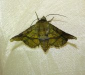 Thyrididae