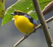Clarinero primavera / Blue-winged Mountain-Tanager / Anisognathus somptuosus (Passeriformes, Thraupidae). Fotografía: Sebastián Berrío