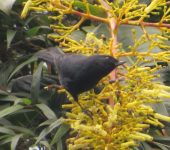 Pinchaflor negro (Diglossa humeralis) - Black Flowerpiercer. Fotografía: Sebastián Berrío