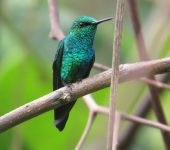 Chlorostilbon melanorhynchus Esmeralda coliazul / Western Emerald / Chlorostilbon melanorhynchus (Caprimulgiformes, Trochilidae). Fotografía: Sebastián Berrío