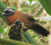 Gorrión tangarino / Tanager Finch / Oreothraupis arremonops (Passeriformes, Thraupidae). Fotografía: Sebastián Berrío