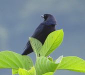Molothrus bonariensis Chamón parásito / Shiny Cowbird / Molothrus bonariensis (Passeriformes, Icteridae). Fotografía: Sebastián Berrío