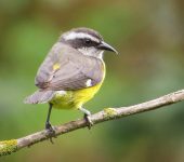 Mielero común / Bananaquit / Coereba flaveola (Passeriformes, Thraupidae). Fotografía: Sebastián Berrío
