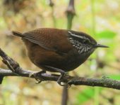 Henicorhina negreti Cucarachero de Munchique / Munchique Wood-Wren / Henicorhina negreti (Passeriformes, Troglodytidae). Fotografía: Sebastián Berrío