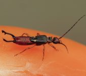 Dermaptera (Tijeretas)