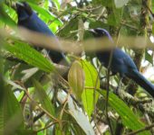 Urraca collareja / Black-collared Jay / Cyanolyca armillata (Passeriformes, Corvidae). Fotografía: Sebastián Berrío